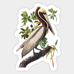 Brown Pelican by Audubon Sticker